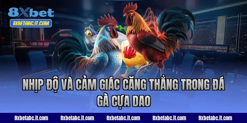 Nhịp độ và cảm giác căng thẳng trong đá gà cựa dao